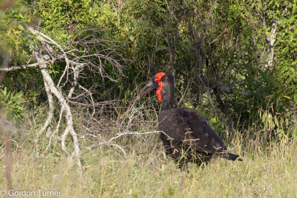 <h2>The Best of South Africa Escorted 2023</h2> 14 Nights | 6 Rounds | March 11 - 25